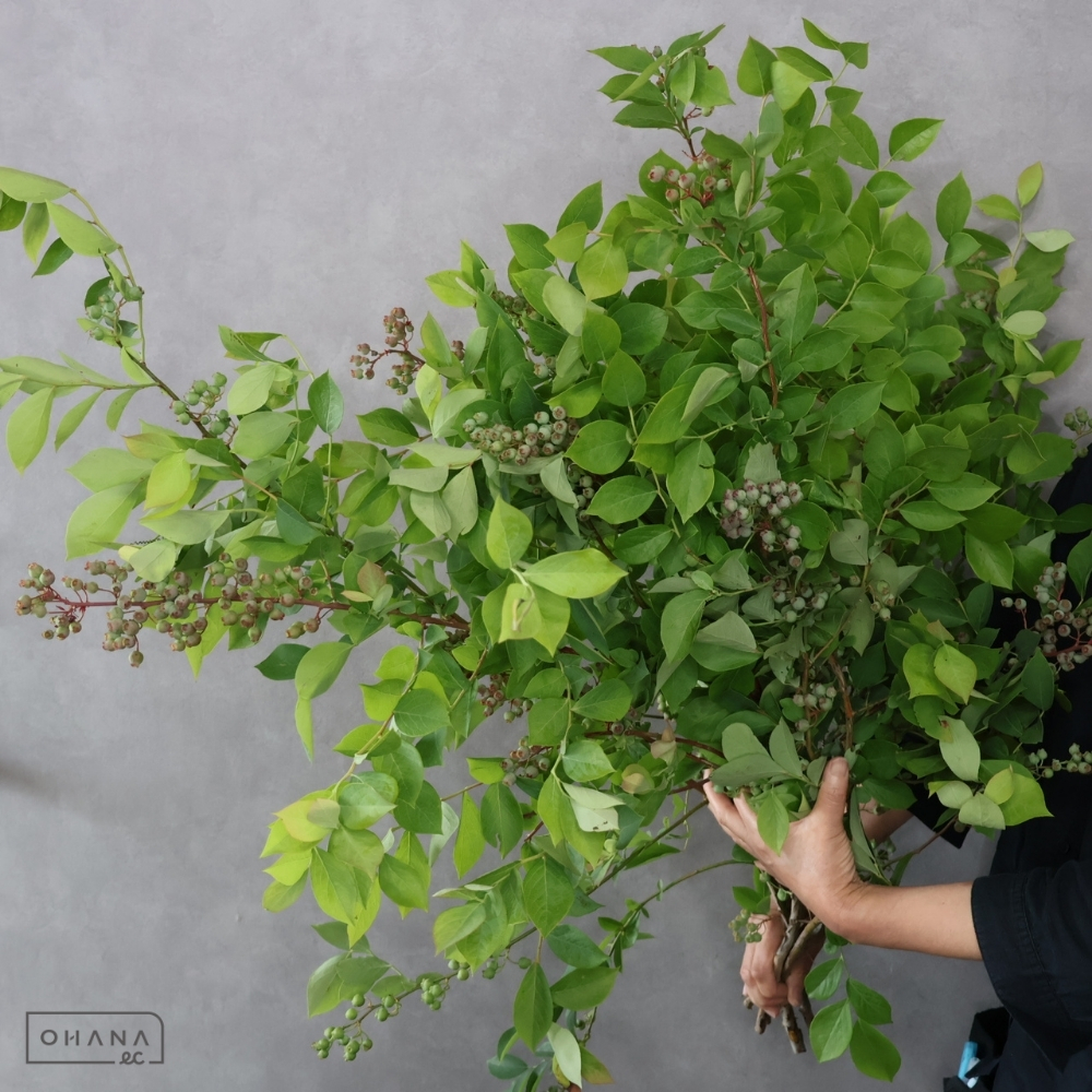 【SALE】ブルーベリー　優２Ｌ80CM　※クレーム対象外