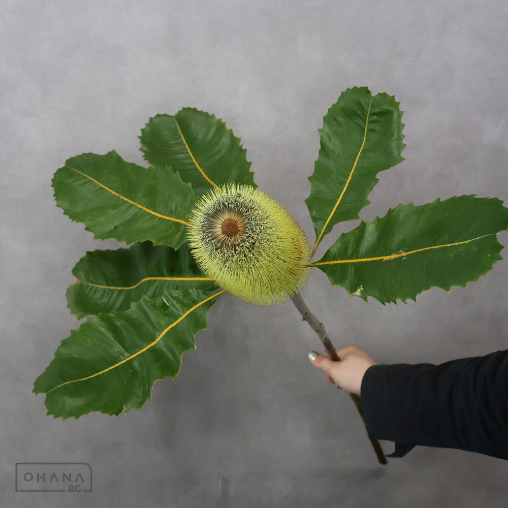 バンクシャー　スワンプバンクシャー　70cm 花大