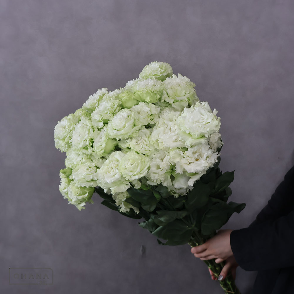 トルコ桔梗　ボヤージュグリーン 特 3-5F 80cm
