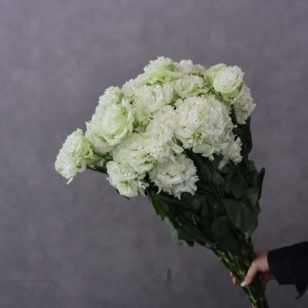 トルコ桔梗　ボヤージュグリーン 特 3-5F 70cm