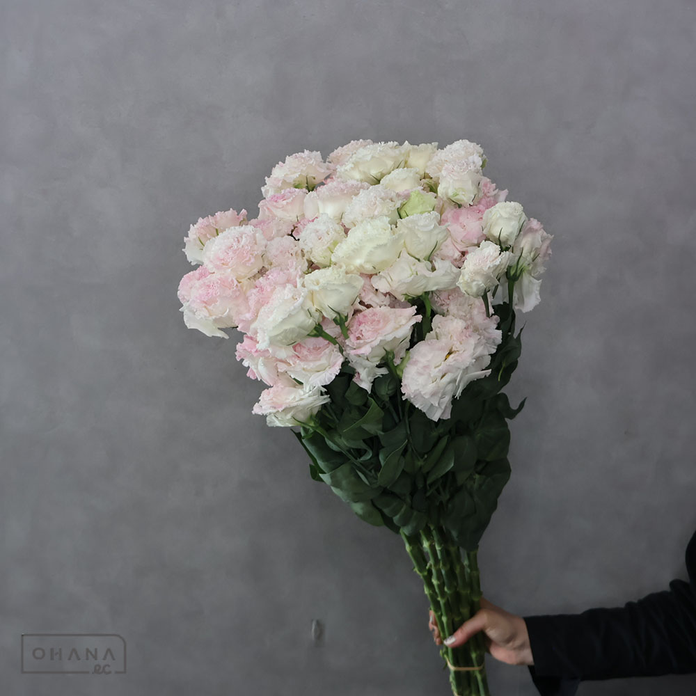 トルコ桔梗　ボンボヤージュベビーＰ 特 80cm 3-5F 　　