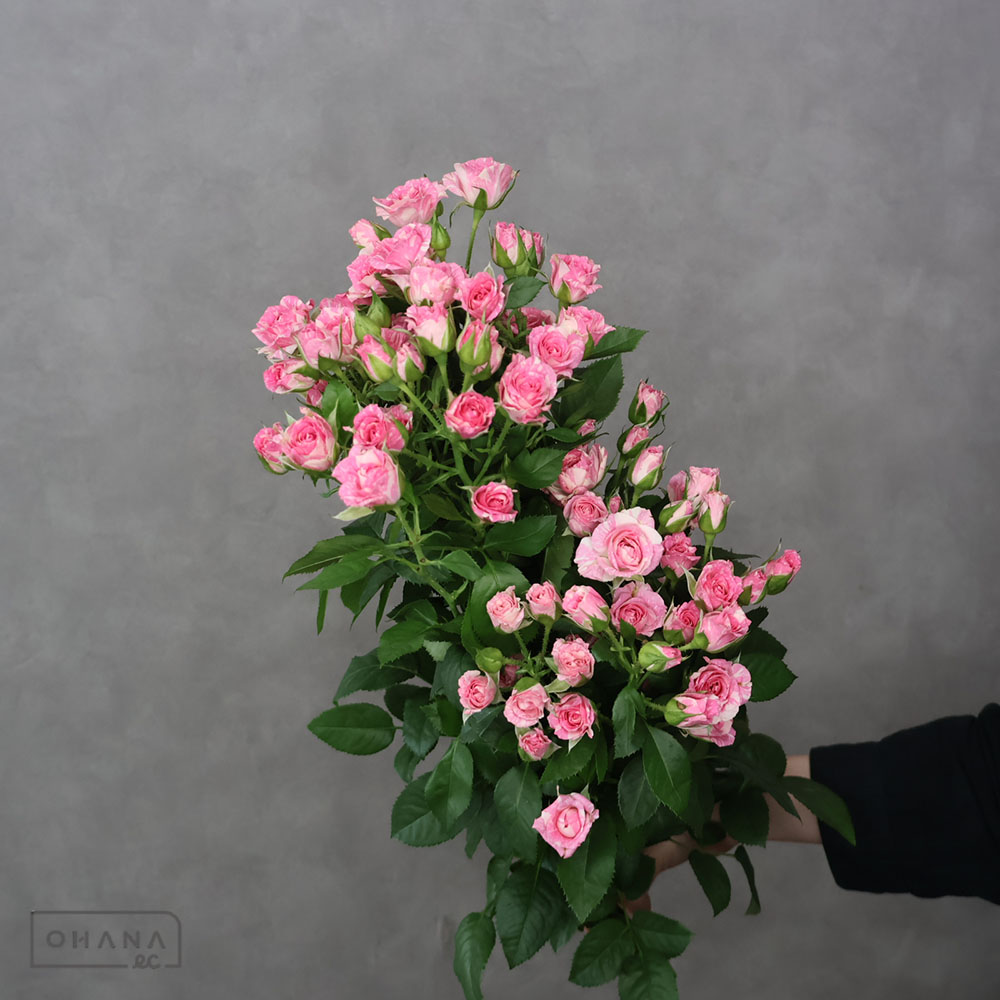 バラ | お花の仕入れならOHANAec