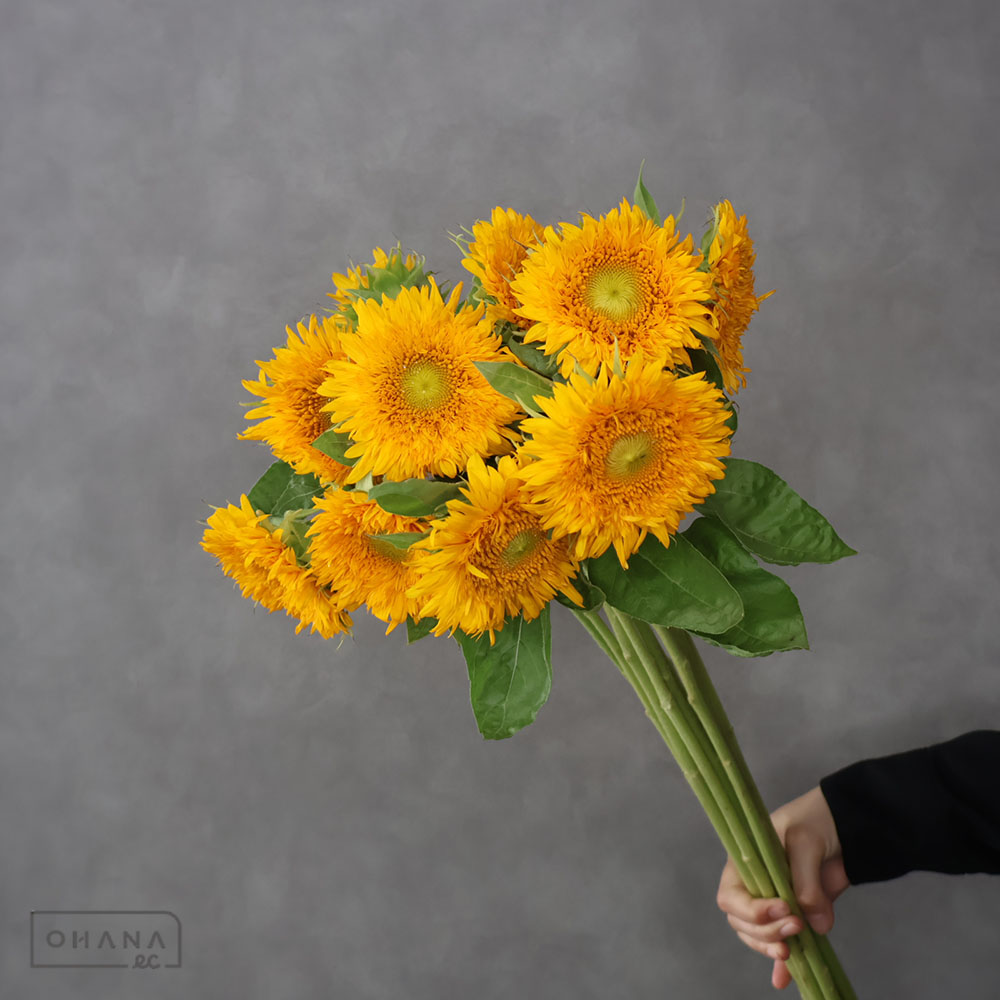 ひまわり　ヘリオアーリーダブル（八重）　秀 80cm 花径8cm