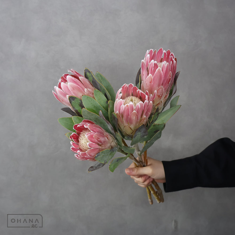 プロテア　ペニーピンク40cm