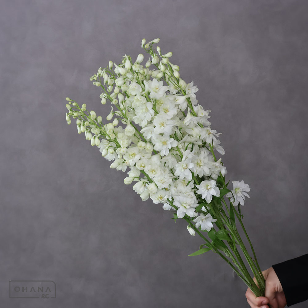 デルフィジャイアント白　アリエルホワイト秀 70cm