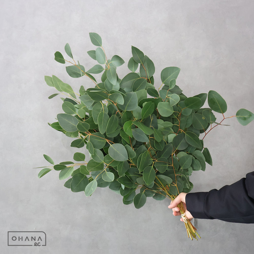 ユーカリ　ポプルスリーフ　 50cm