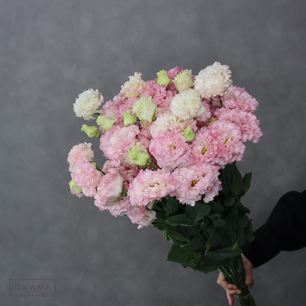 トルコキキョウ | お花の仕入れならOHANAec