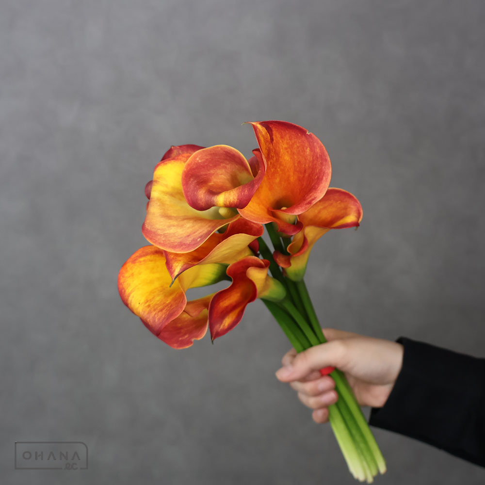 カラー　ロイヤルジャズ　 30cm