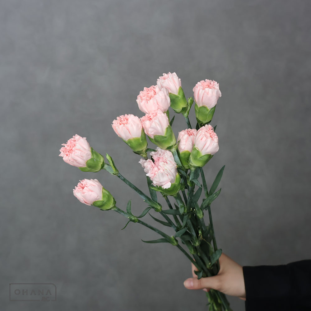 カーネピンク　ドンセル　 70cm