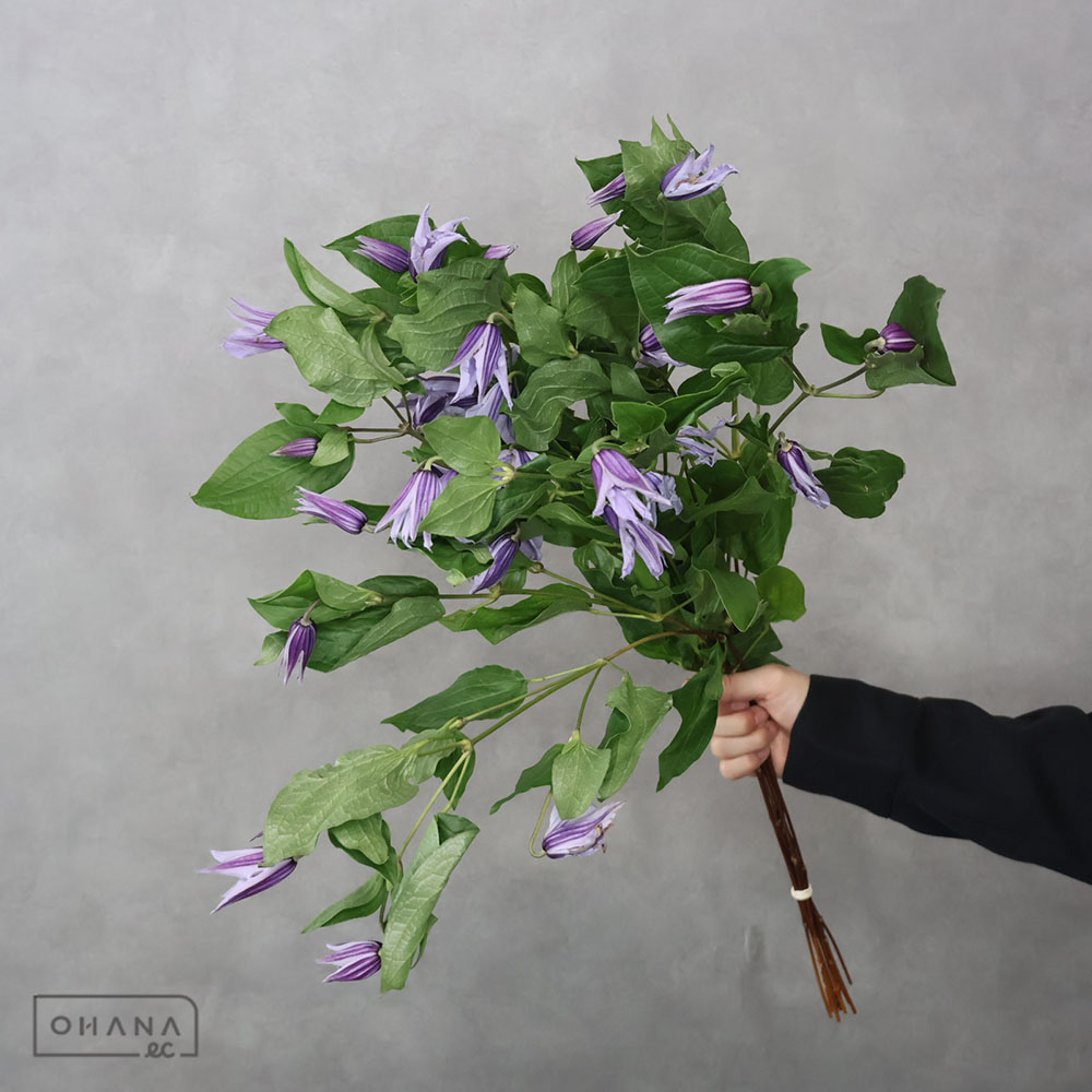 クレマチス　スターリバー　 60cm