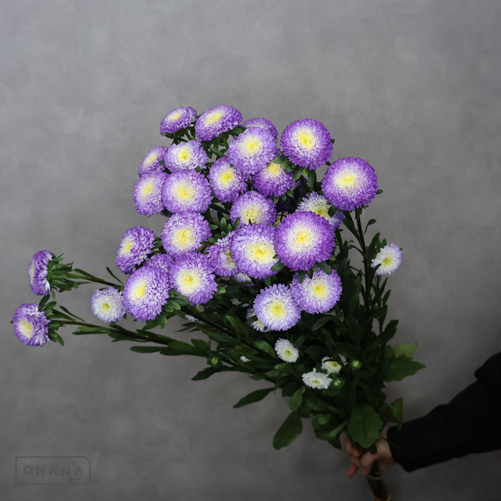 アスター　トップブルー　Ａ 80cm