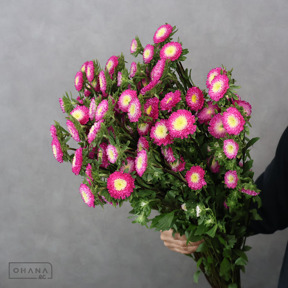 アスターピンク　あずみローズ　 80cm