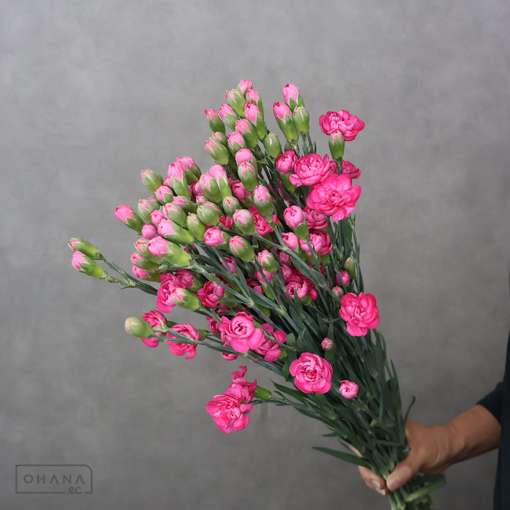 カーネーション | お花の仕入れならOHANAec