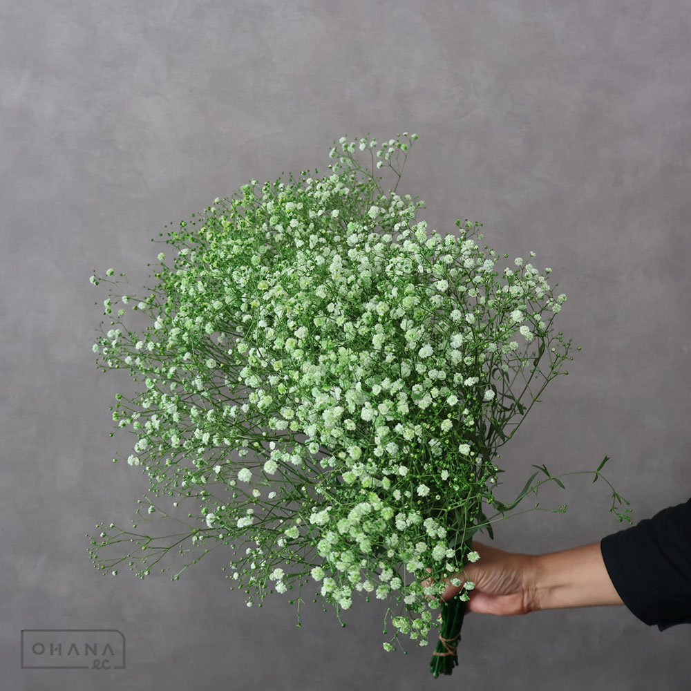 カスミソウ染め　グリーン 優 60cm