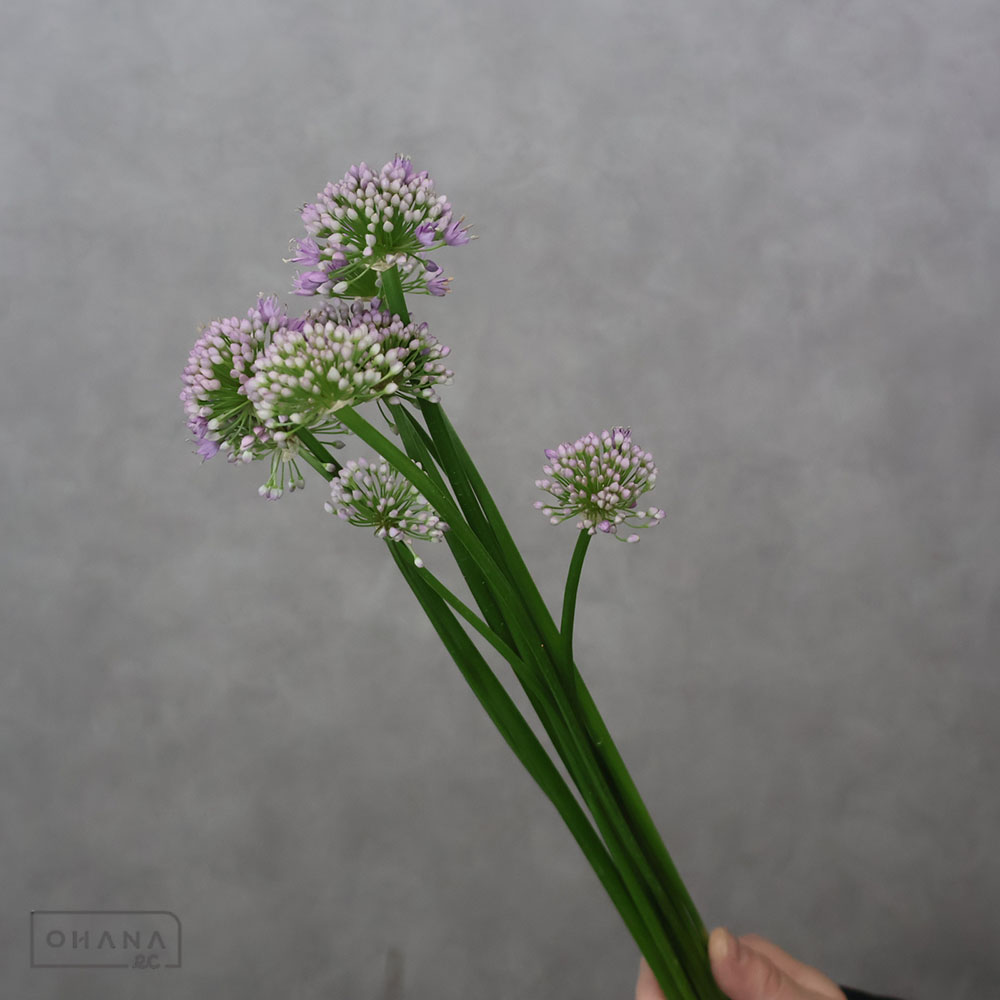 アリウム ミレニアム　50ｃｍ