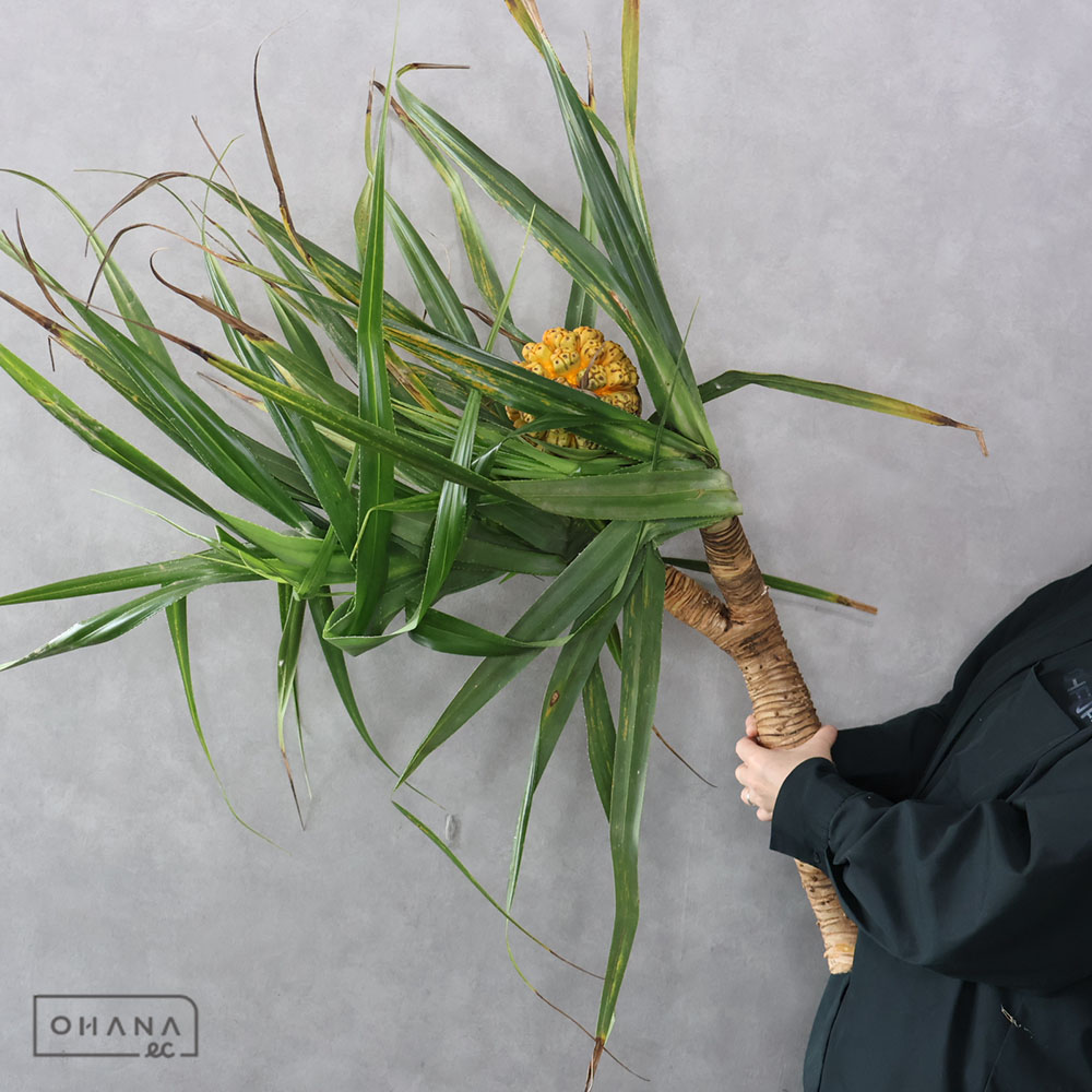 生花 | お花の仕入れならOHANAec