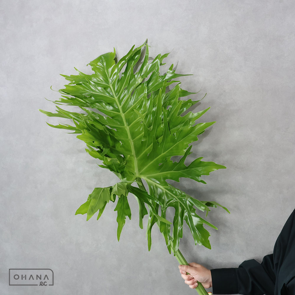 生花 | お花の仕入れならOHANAec
