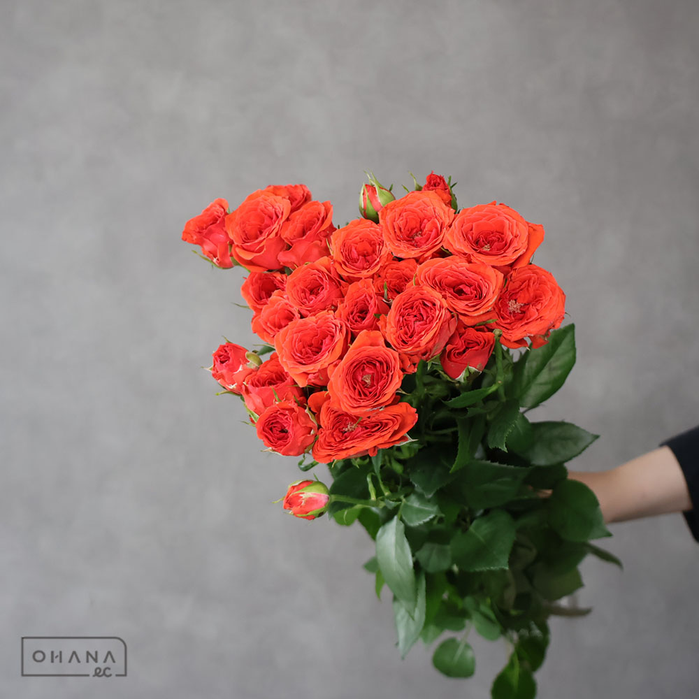ルノアール　【バラ】 バラ | お花の仕入れならOHANAec
