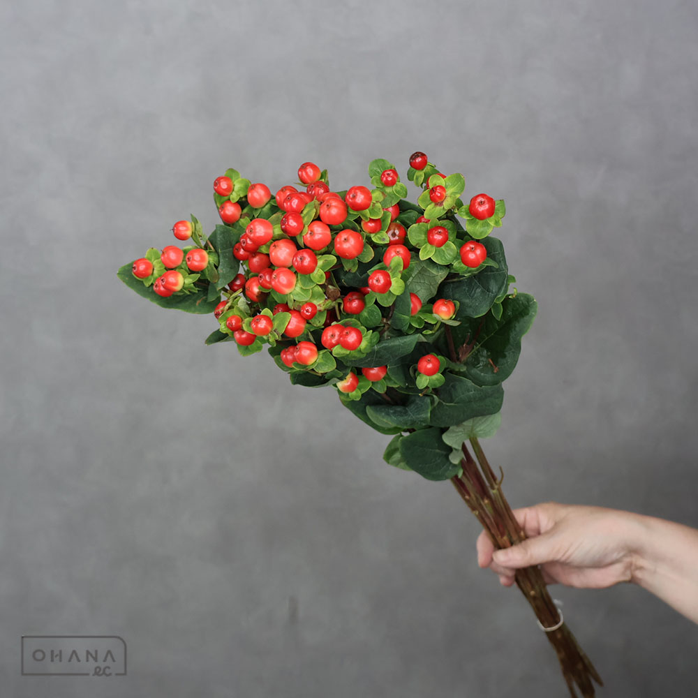 オオダレヤナギ 4m 枝物 枝物 | お花の仕入れならOHANAec
