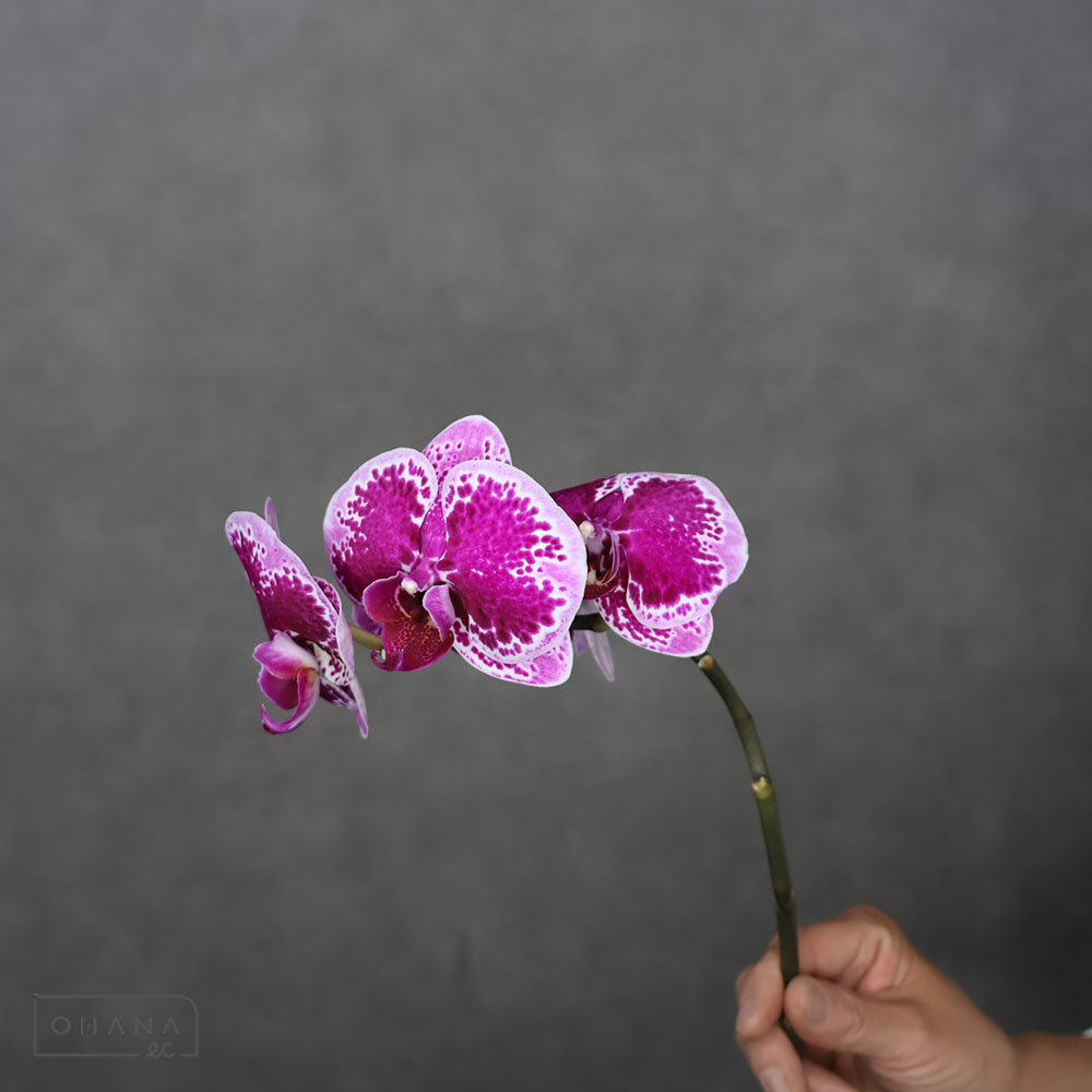 商品一覧 | お花の仕入れならOHANAec