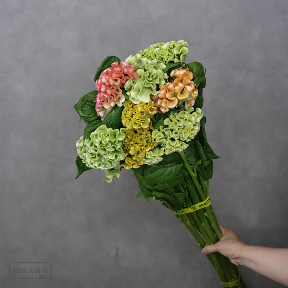 その他の切花 | お花の仕入れならOHANAec