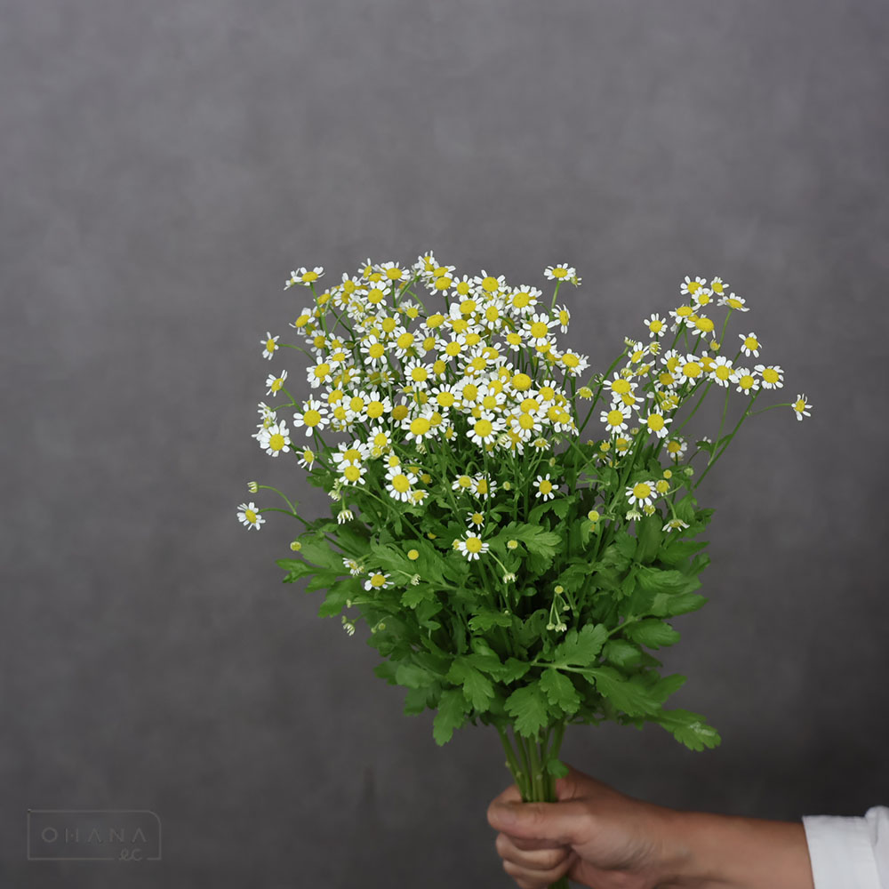 フィンランド 木製チューリップ切花タイプ20本 楽天市場】ウッドチューリップの通販