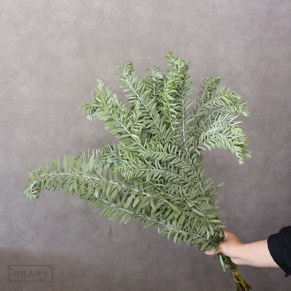 オオダレヤナギ 4m 枝物 枝物 | お花の仕入れならOHANAec