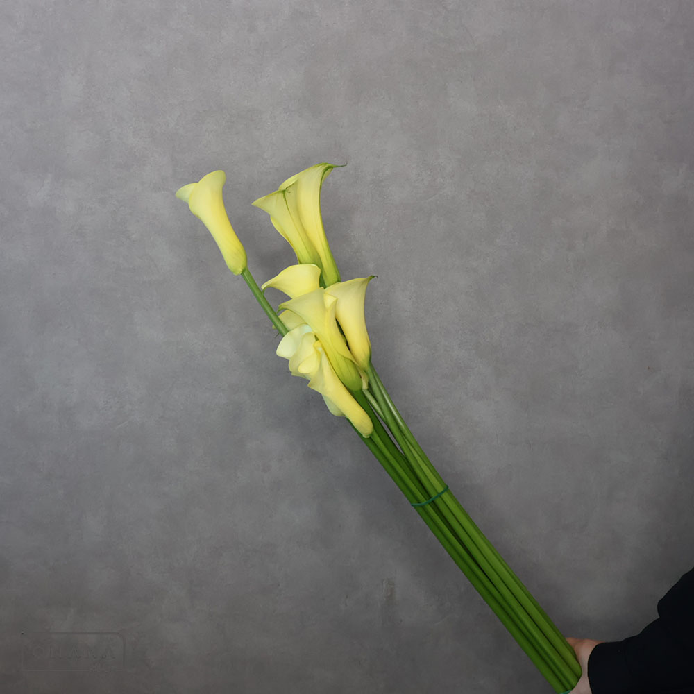 カラー黄　ブラックマジック　 100cm