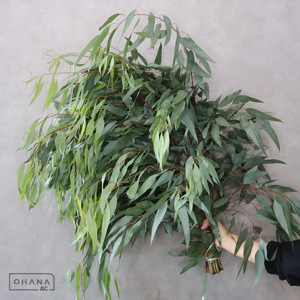 【せっちゃん❗️】極上品 50cmラベンダー生花100本✖️10束　クール便 シーンで選ぶ | Bises Flower（ビズフラワー）全国に人気のバラ