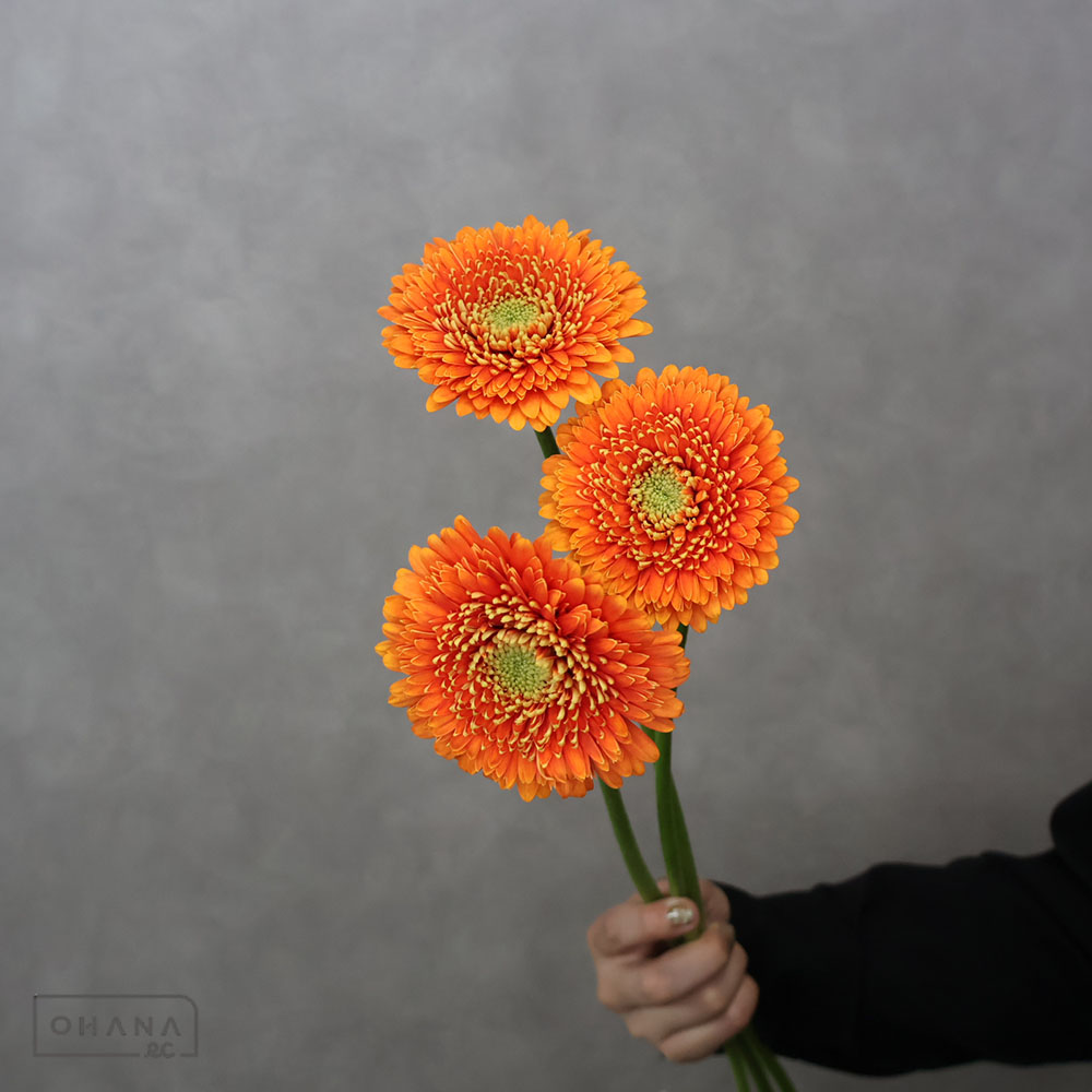 ガーベラ　オルセン（オレポン　秀 50cm