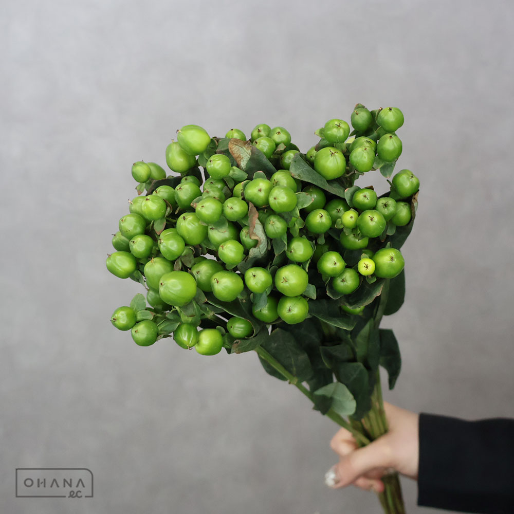 ヒペリカム　フォレスト（グリーン　 60cm  ※葉傷みあり