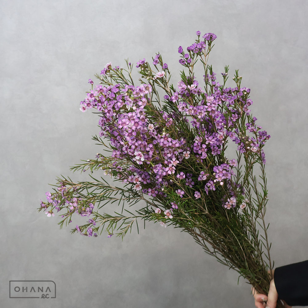 ワックスフラワー　ティントパープル　 60cm