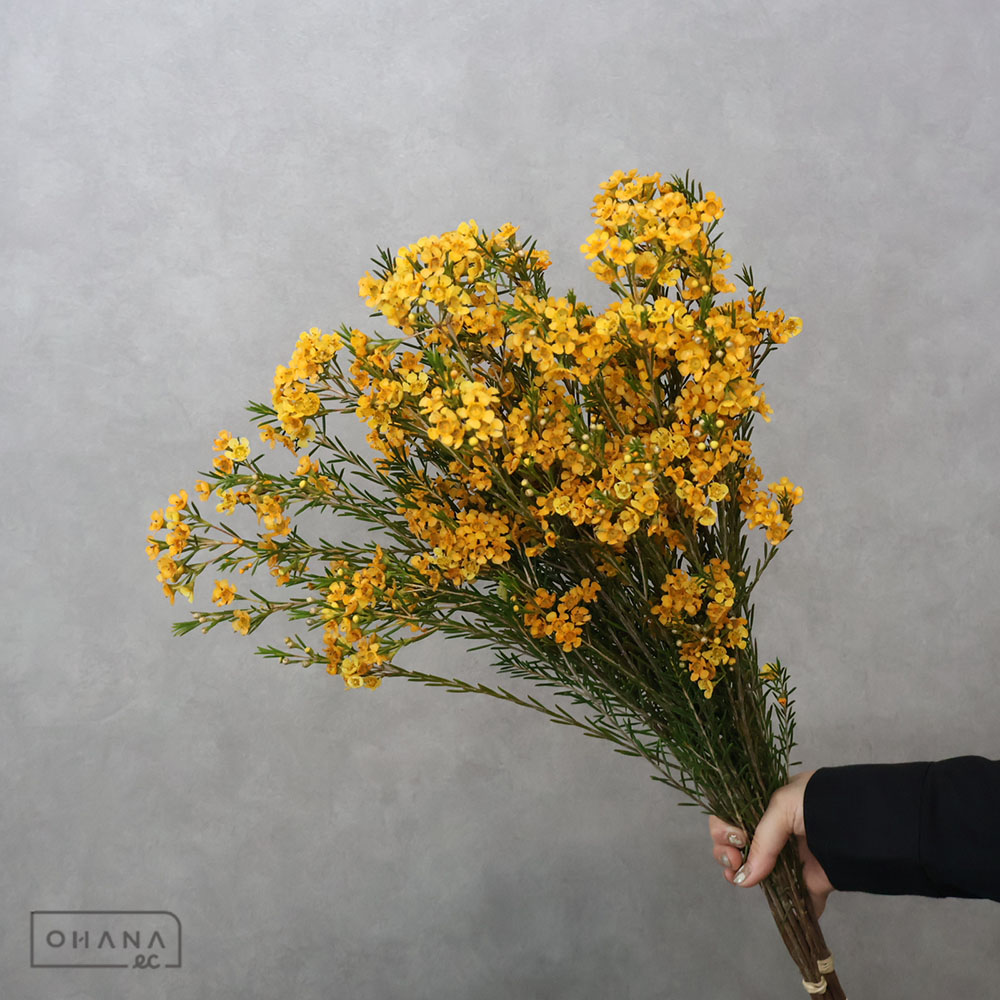 ワックスフラワー　ティントピーチ　 60cm