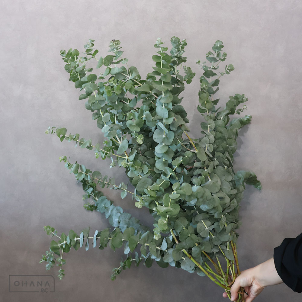 お花の仕入れならOHANAec