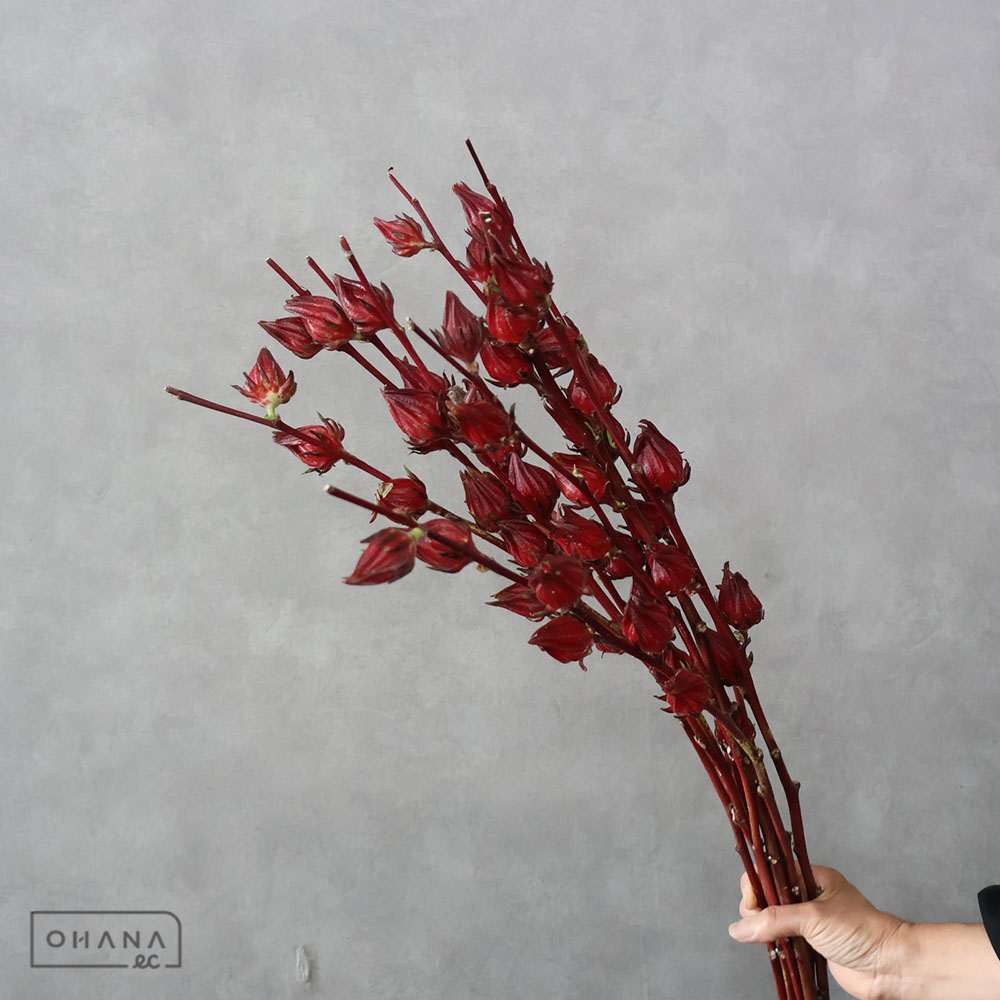 紅アオイ　秀 80cm