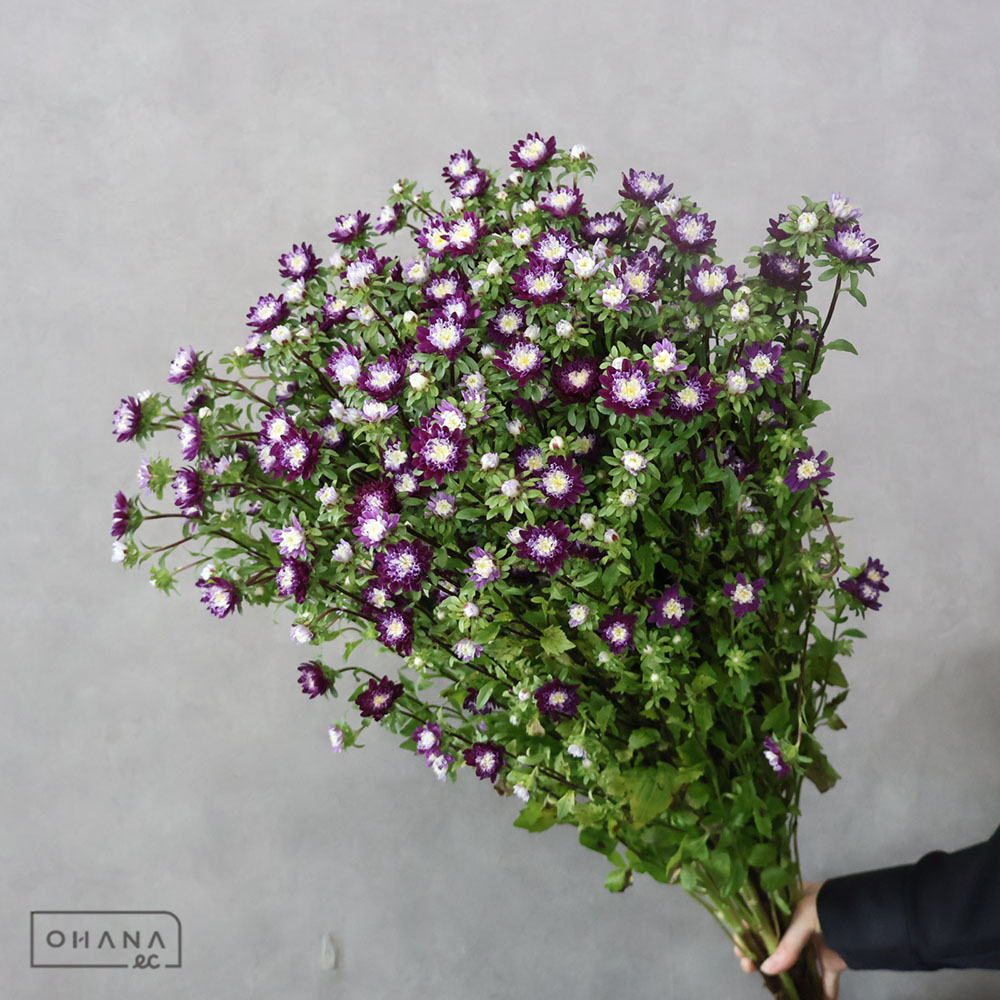 アスター　ココットナイト　秀 2L 80cm※葉悪い