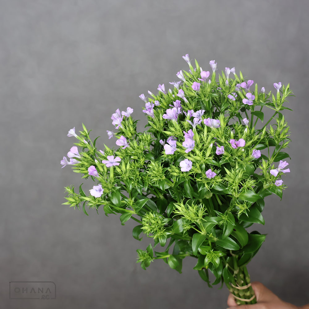 ダイアンサスピンク　浜撫子　ラベンダーピンク　秀 50cm