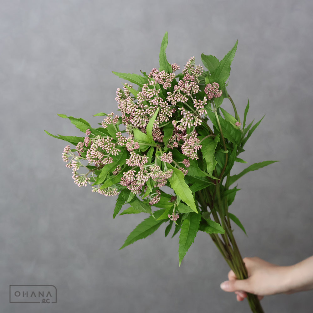 フジバカマ 70cm