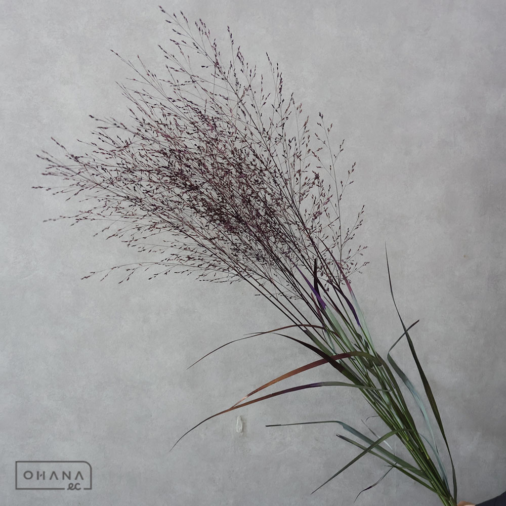 パニカム　ラベンダー染　75cm