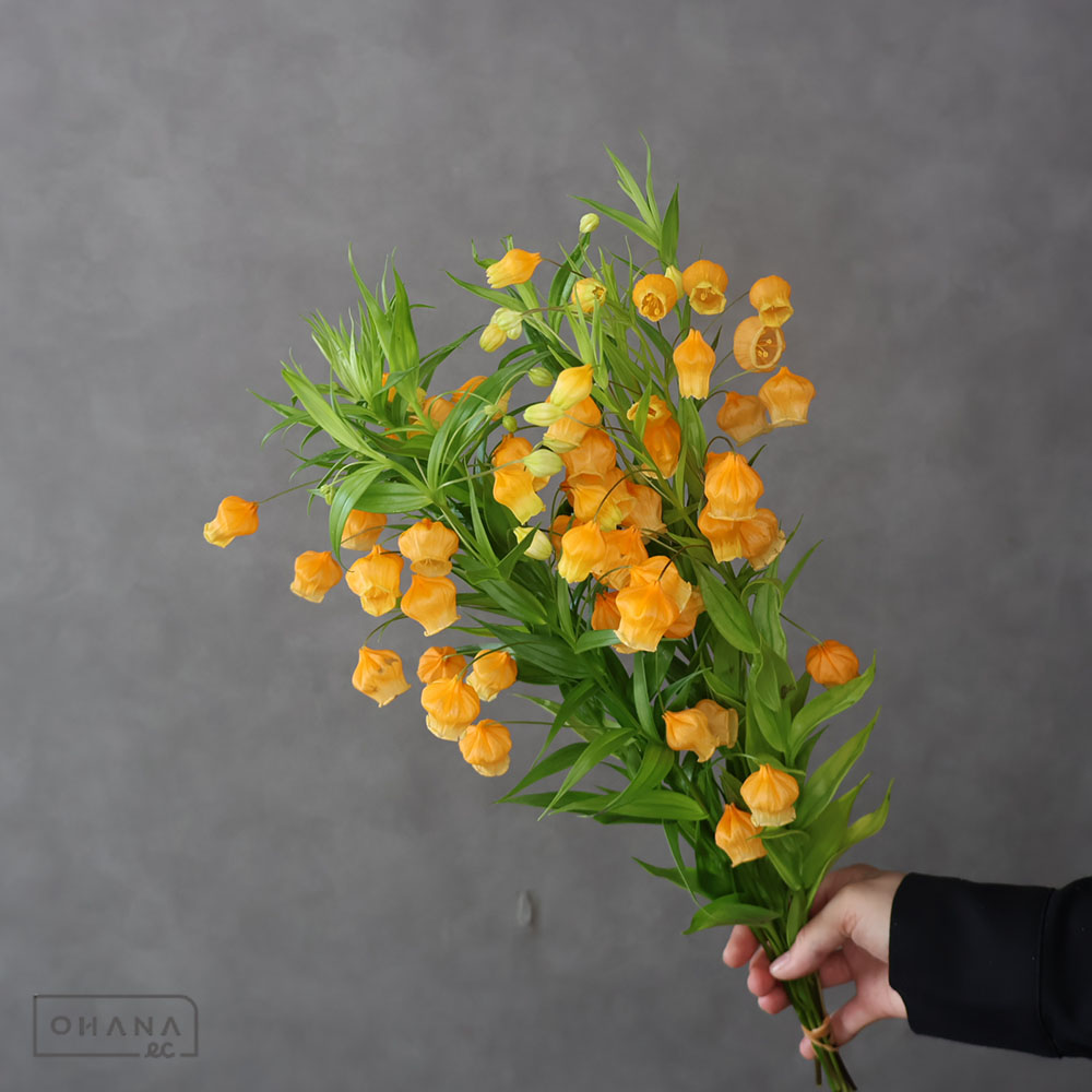 サンダーソニア　サンダーソニア　秀 50cm