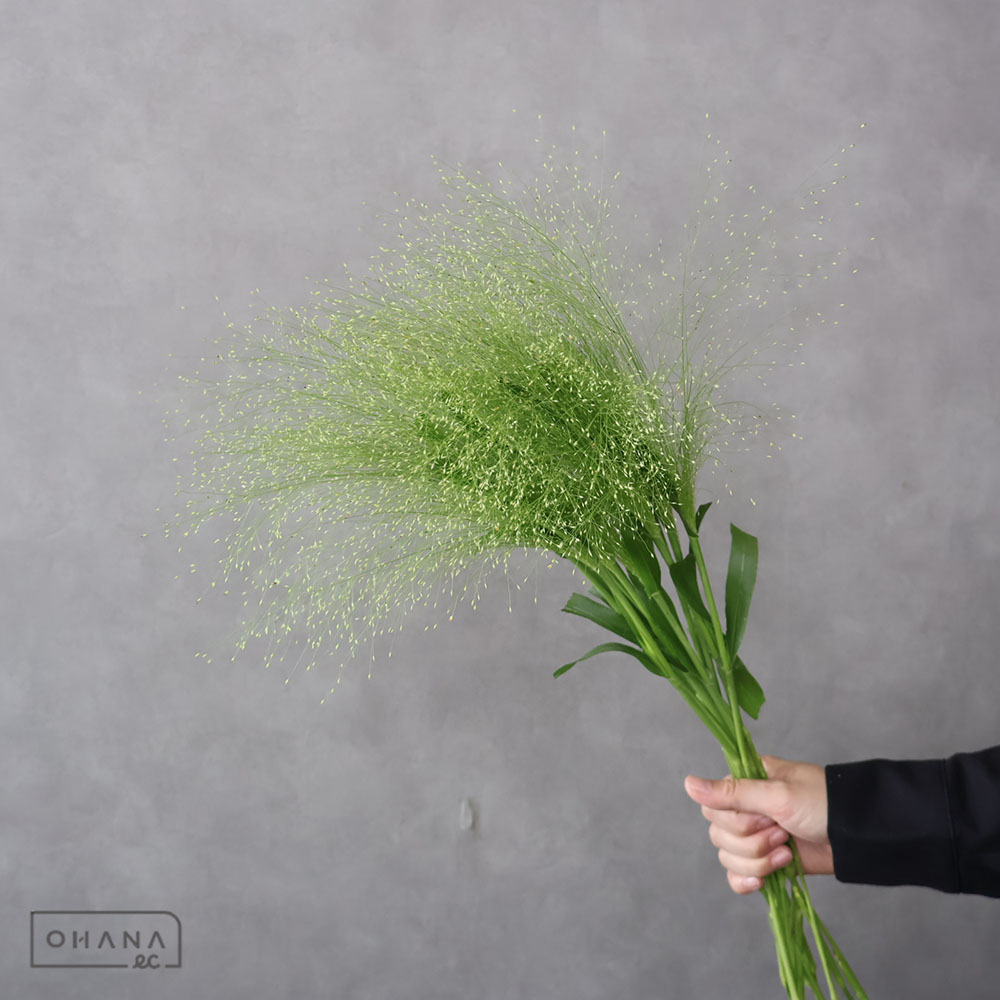 スモークグラス　秀 65cm