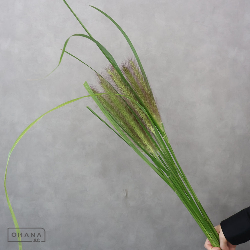 ペニセタム モードリー 70cm