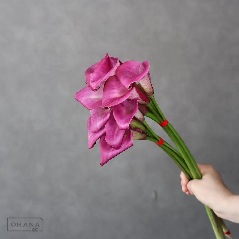カラーピンク　スマトラ　秀 50cm