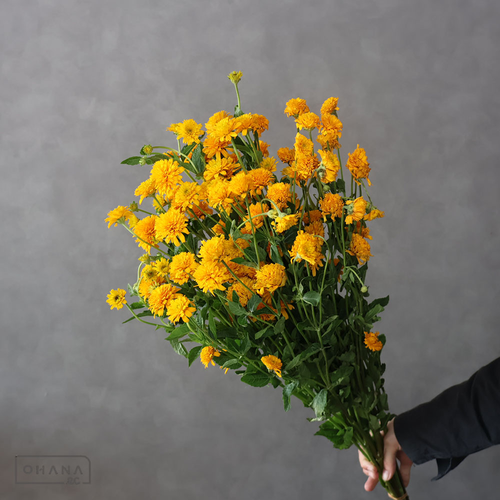 姫ヒマワリ　旭　秀 80cm