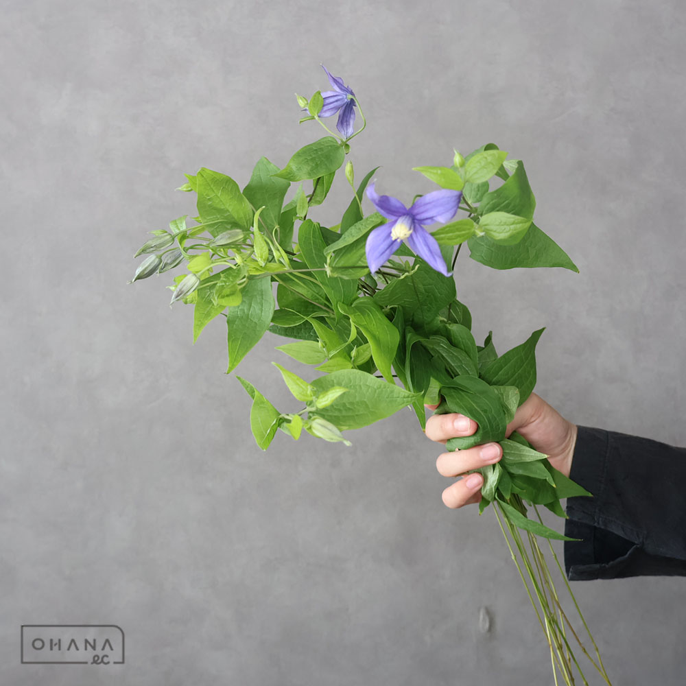 クレマチス　デュランディ　40cm ※ステム細い
