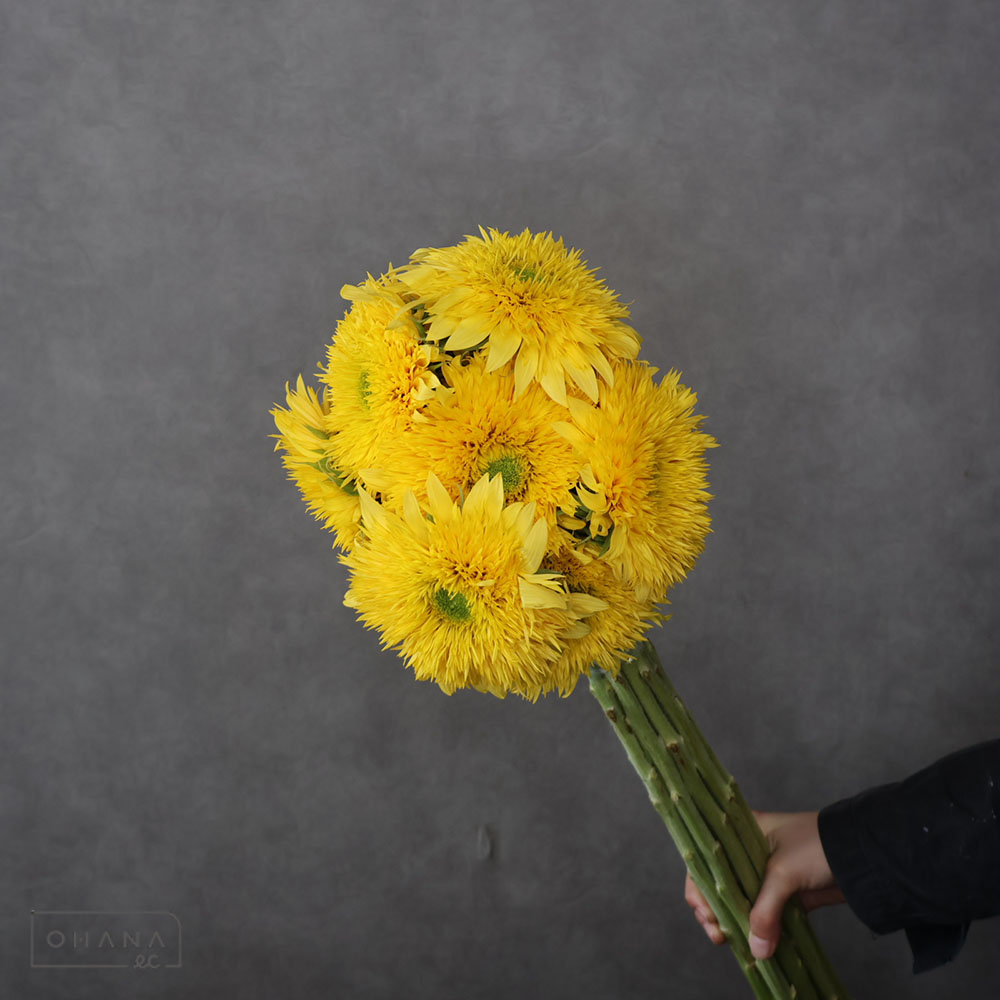 ヒマワリ　レモネード　 花10-12cm