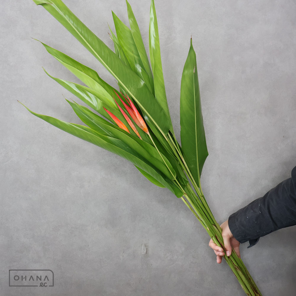 ヘルコニア　アンドロメダ　 80cm