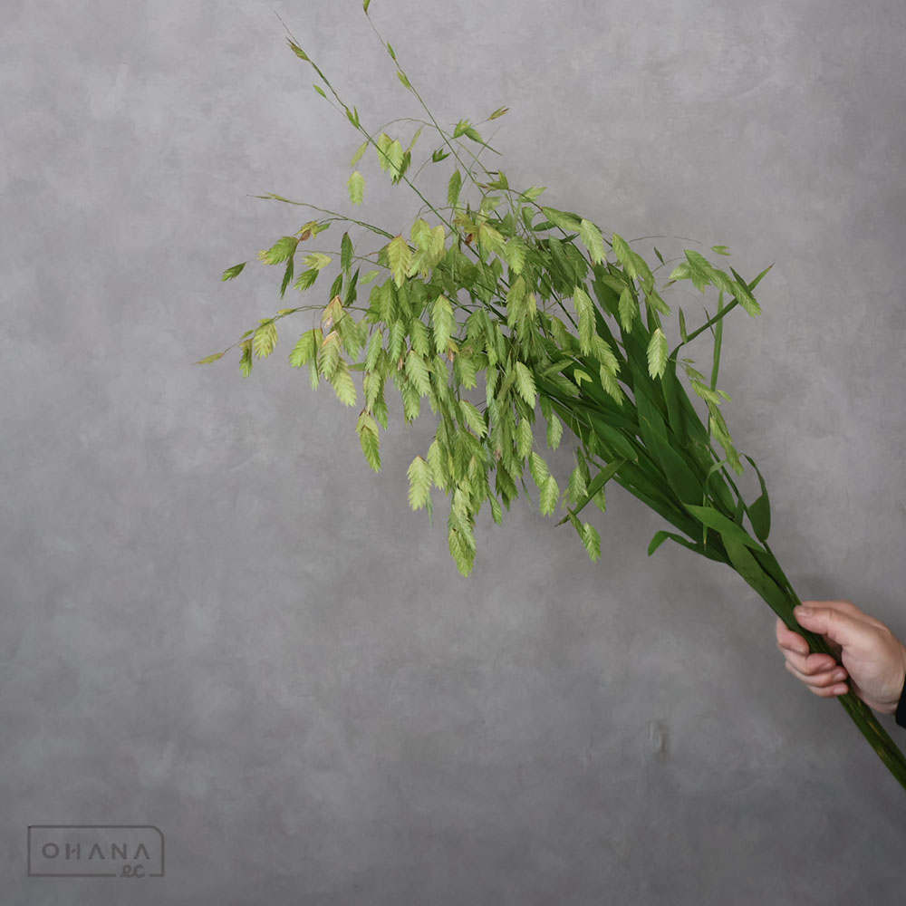 ワイルドオーツ　秀 75cm