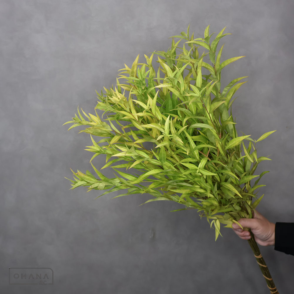 丁字草 秀70cm 紅葉