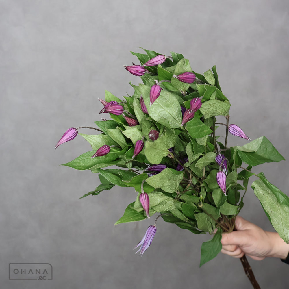 クレマチス ブルーピルエット 60cm